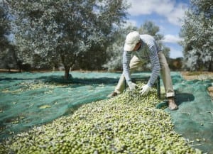 Monterosa Olive Harvest by Hand